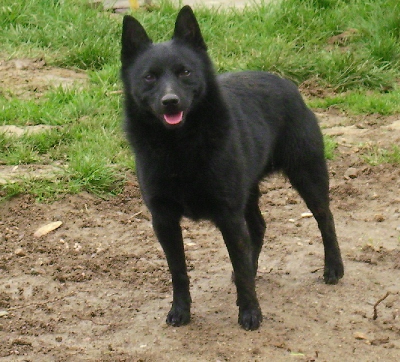 Japhimiau Aramis