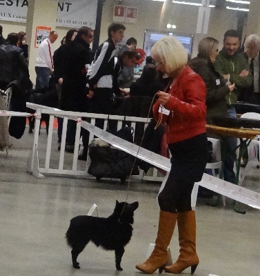 du clos des lutins d'ébène - Paris Dog Show 2013