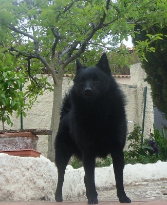 du clos des lutins d'ébène - ENZO : meilleur de race à Agen. FIGARO : 1er Exc Rég. Normandie