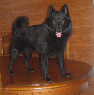 du clos des lutins d'ébène - GEM : RCACS Spéciale schipperkes de Dieppe