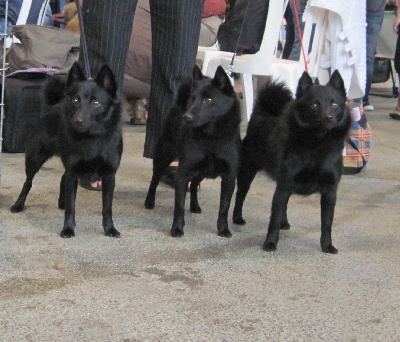 du clos des lutins d'ébène - CACIB de Lyon 5/06/11 : Spéciale SCHIPPERKE : résultats de mes lutins